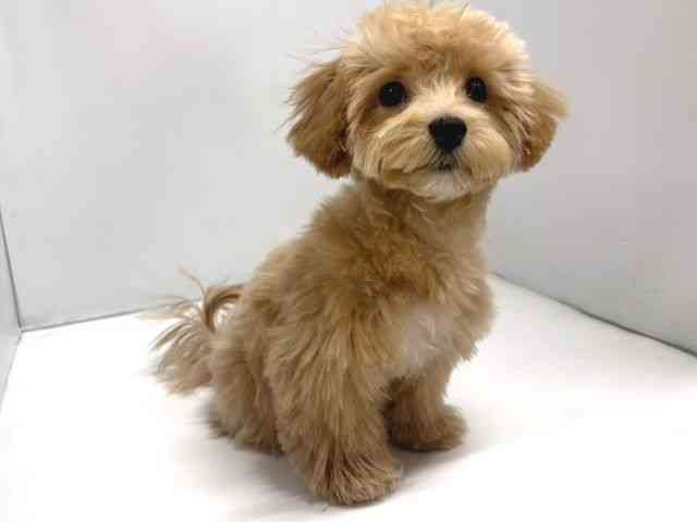 奈良県のマルプー(マルチーズ×プードル) (ひごペットフレンドリー奈良パワーシティ店/2025年11月8日生まれ/男の子/アプリコット)の子犬の2枚目の画像