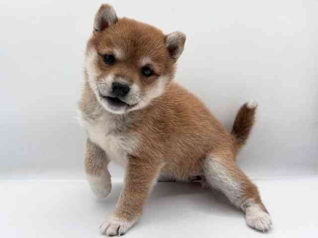 島根県の柴犬(標準サイズ) (ひごペットフレンドリーイオン松江ショッピングセンター店/2025年11月8日生まれ/女の子/赤)の子犬の2枚目の画像