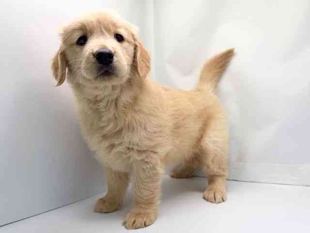 京都府のゴールデンレトリバー (ひごペットフレンドリー洛北阪急スクエア店/2025年11月7日生まれ/女の子/ゴールデン)の子犬の2枚目の画像