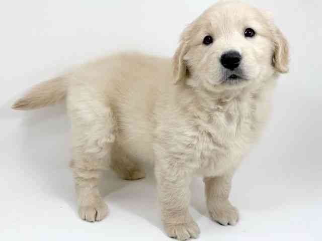 京都府のゴールデンレトリバー (ひごペットフレンドリーイズミヤショッピングセンター八幡店/2025年11月7日生まれ/女の子/ゴールデン)の子犬の2枚目の画像