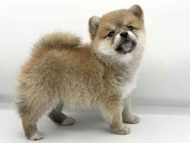 大阪府のポメ柴/豆ポメ/ポメ豆柴(ポメラニアン×柴犬) (ひごペットフレンドリーららぽーとEXPOCITY店/2025年11月8日生まれ/男の子/赤)の子犬の2枚目の画像