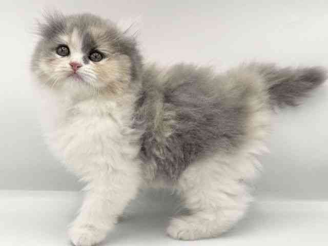 大阪府のアメリカンカール (ひごペットフレンドリーららぽーとEXPOCITY店/2025年11月9日生まれ/女の子/ダイリュートキャリコ)の子猫の2枚目の画像