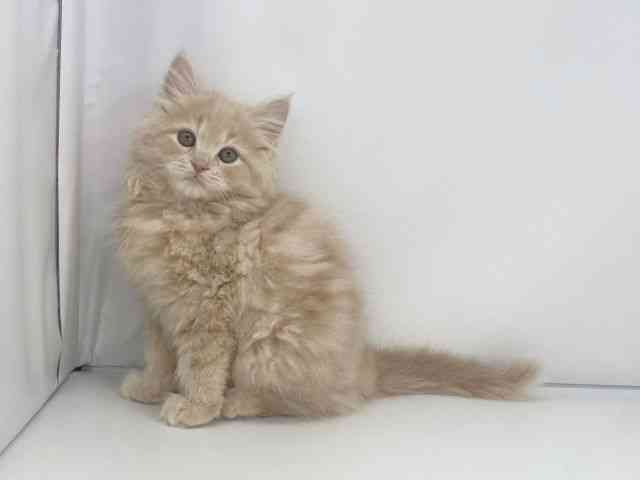 兵庫県のサイベリアン (ひごペットフレンドリーイオンタウン加古川店/2025年11月3日生まれ/男の子/クリームタビー)の子猫の2枚目の画像