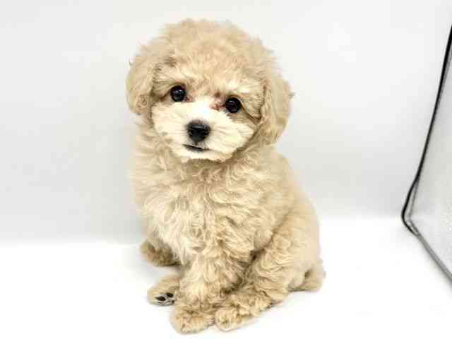 大阪府のトイプードル(トイ) (ひごペットフレンドリーイオンタウン豊中庄内店/2025年11月5日生まれ/女の子/アプリコット)の子犬の2枚目の画像