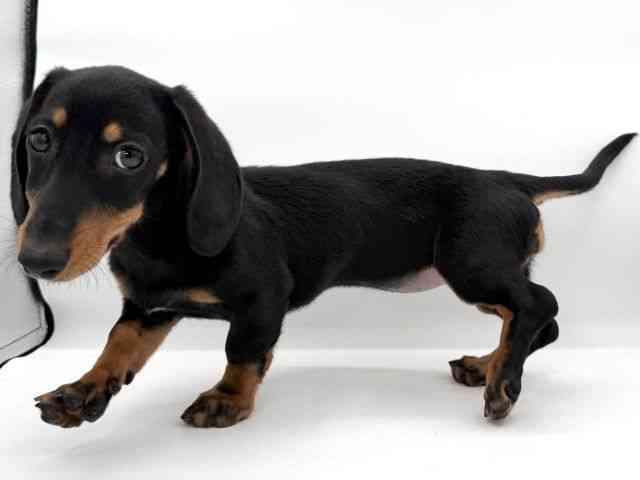 大阪府のミニチュアダックスフンド(スムース) (ひごペットフレンドリーイオンそよら海老江店/2025年11月8日生まれ/女の子/ブラックタン)の子犬の2枚目の画像