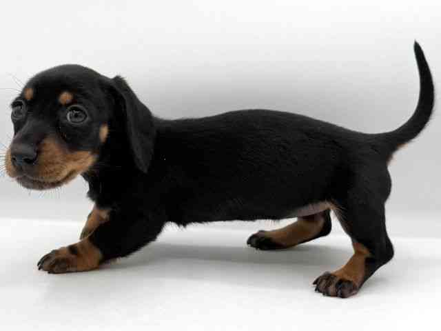 大阪府のミニチュアダックスフンド(スムース) (ひごペットフレンドリーイオンそよら海老江店/2025年11月8日生まれ/女の子/ブラックタン)の子犬の2枚目の画像