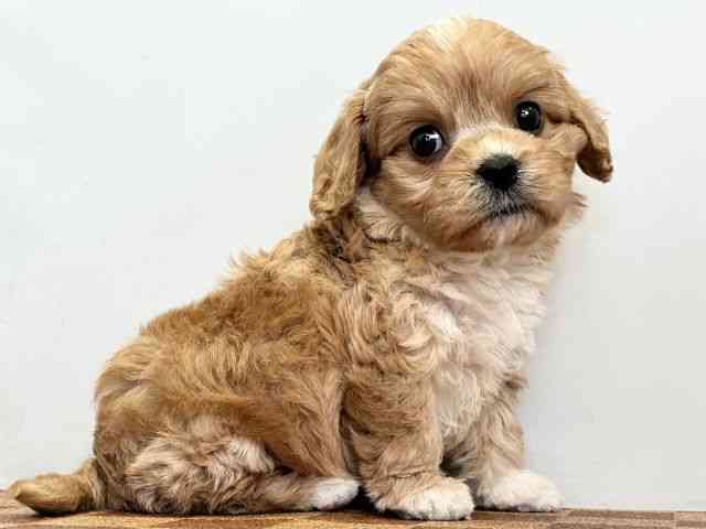 愛媛県のキャバプー(キャバリア×プードル) (ひごペットフレンドリーエミフルMASAKI店/2025年11月7日生まれ/男の子/ブレンハイム)の子犬の2枚目の画像