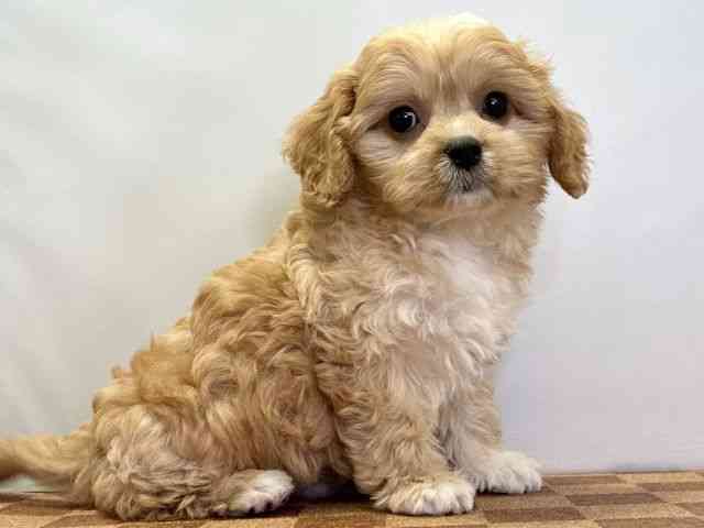 愛媛県のキャバプー(キャバリア×プードル) (ひごペットフレンドリーエミフルMASAKI店/2025年11月7日生まれ/男の子/ブレンハイム)の子犬の2枚目の画像