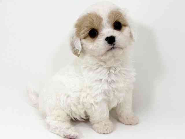 京都府のキャバプー(キャバリア×プードル) (ひごペットフレンドリーイズミヤショッピングセンター八幡店/2025年11月7日生まれ/女の子/ブレンハイム)の子犬の2枚目の画像