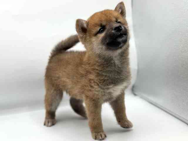 香川県の柴犬(標準サイズ) (ひごペットフレンドリーゆめタウン高松店/2025年11月8日生まれ/男の子/赤)の子犬の2枚目の画像