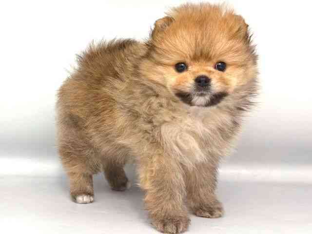 大阪府のポメラニアン (ひごペットフレンドリー岸和田店/2025年11月8日生まれ/女の子/オレンジ)の子犬の2枚目の画像