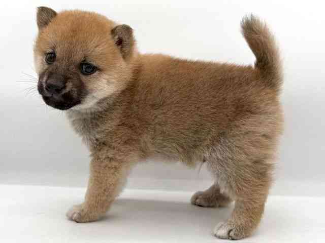 大阪府の柴犬(標準サイズ) (ひごペットフレンドリーイオンそよら海老江店/2025年11月8日生まれ/男の子/赤)の子犬の2枚目の画像