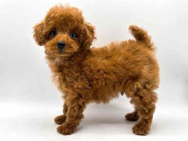 奈良県のトイプードル(トイ) (ひごペットフレンドリー田原本店/2025年11月7日生まれ/男の子/レッド)の子犬の2枚目の画像