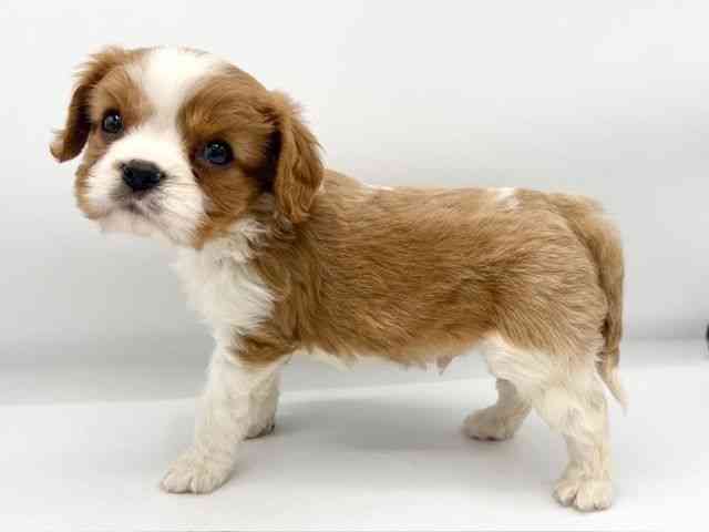 大阪府のキャバリアキングチャールズスパニエル (ひごペットフレンドリーららぽーとEXPOCITY店/2025年11月8日生まれ/男の子/ブレンハイム)の子犬の2枚目の画像