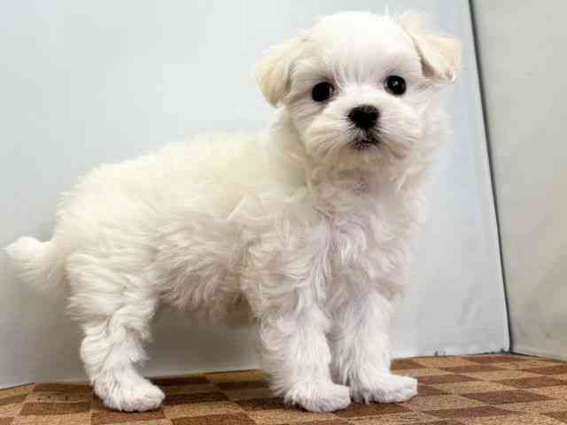 愛媛県のハーフ犬・ミックス犬 (ひごペットフレンドリーエミフルMASAKI店/2025年11月8日生まれ/女の子/ホワイト)の子犬の2枚目の画像