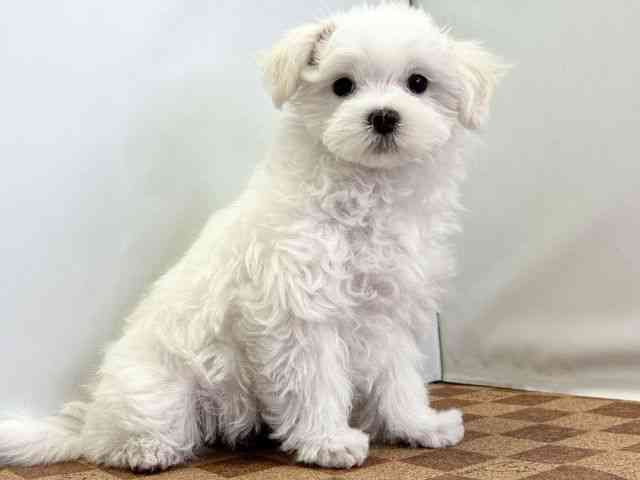 愛媛県のハーフ犬・ミックス犬 (ひごペットフレンドリーエミフルMASAKI店/2025年11月8日生まれ/女の子/ホワイト)の子犬の2枚目の画像