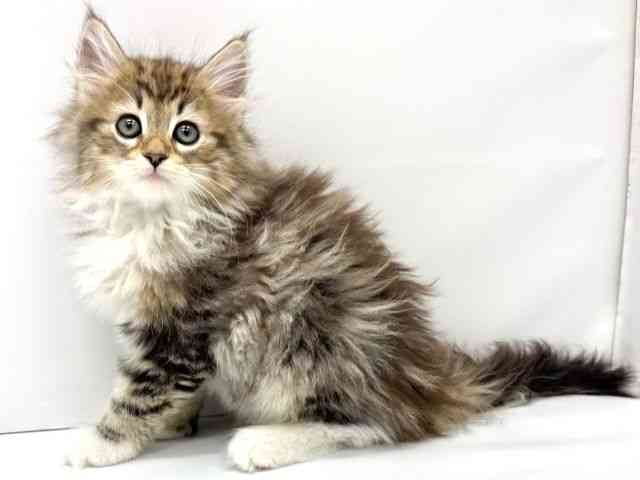 大阪府のノルウェージャンフォレストキャット (ひごペットフレンドリーイオンタウン茨木太田店/2025年11月7日生まれ/女の子/ブラウンタビーホワイト)の子猫の2枚目の画像