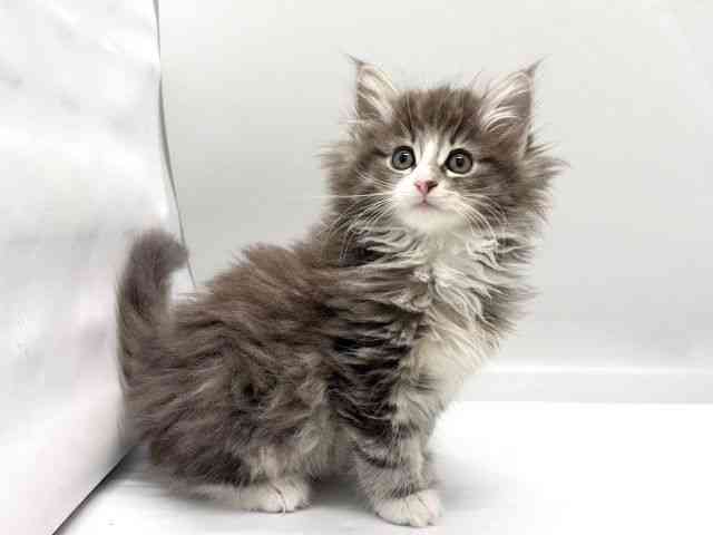 京都府のノルウェージャンフォレストキャット (ひごペットフレンドリー京都店/2025年11月7日生まれ/女の子/ブルータビーホワイト)の子猫の2枚目の画像
