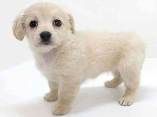 大阪府のチワックス(チワワ×ダックス) (ひごペットフレンドリーいこらもーる泉佐野店/2025年10月31日生まれ/女の子/クリーム)の子犬の2枚目の画像