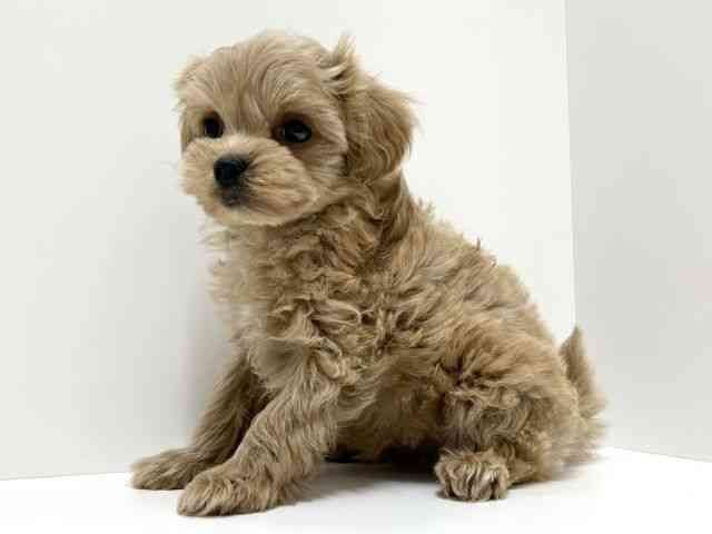 愛知県のマルプー(マルチーズ×プードル) (ひごペットフレンドリーららぽーと名古屋みなとアクルス店/2025年11月7日生まれ/男の子/アプリコット)の子犬の2枚目の画像