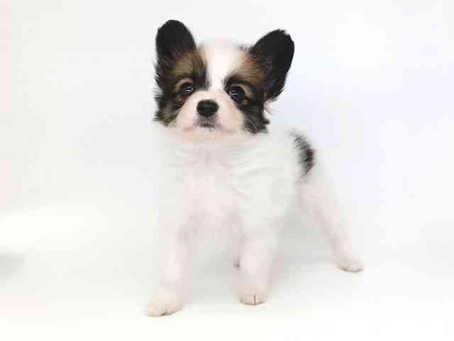 大阪府のパピヨン (ひごペットフレンドリー泉ヶ丘店/2025年11月9日生まれ/男の子/ホワイトレッド)の子犬の2枚目の画像