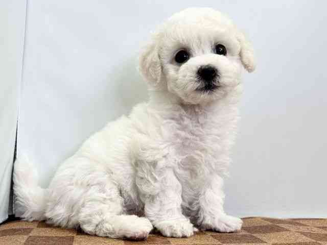 愛媛県のビションフリーゼ (ひごペットフレンドリーエミフルMASAKI店/2025年11月9日生まれ/男の子/ホワイト)の子犬の2枚目の画像