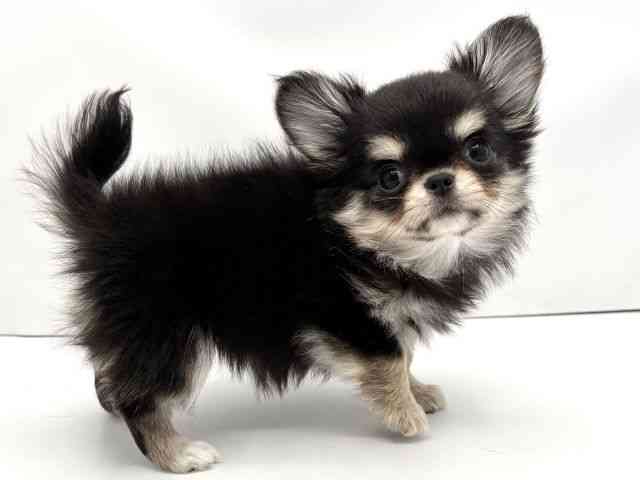 兵庫県のチワワ(ロング) (ひごペットフレンドリークラウンパーク伊丹店/2025年11月5日生まれ/女の子/ブラックタンホワイト)の子犬の2枚目の画像