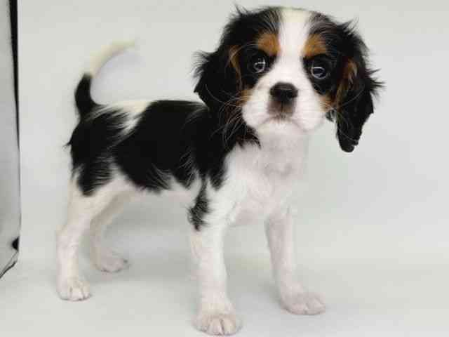 大阪府のキャバリアキングチャールズスパニエル (ひごペットフレンドリー瓜破店/2025年10月26日生まれ/女の子/トライカラー)の子犬の2枚目の画像