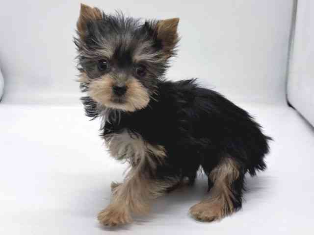 京都府のヨークシャーテリア (ひごペットフレンドリー京都店/2025年11月5日生まれ/女の子/スチールブルータン)の子犬の2枚目の画像