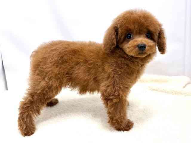 広島県のトイプードル(トイ) (ひごペットフレンドリーゆめタウン廿日市店/2025年11月8日生まれ/女の子/レッド)の子犬の2枚目の画像