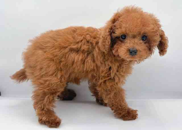 島根県のトイプードル(トイ) (ひごペットフレンドリーイオン松江ショッピングセンター店/2025年11月8日生まれ/男の子/レッド)の子犬の2枚目の画像