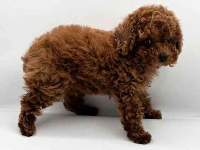 島根県のトイプードル(トイ) (ひごペットフレンドリーイオン松江ショッピングセンター店/2025年11月8日生まれ/男の子/レッド)の子犬の2枚目の画像