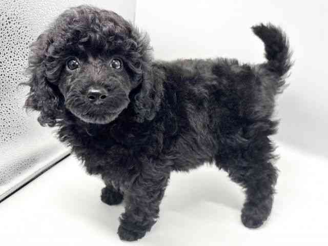 大阪府のミニチュアプードル (ひごペットフレンドリーイオンタウン豊中庄内店/2025年11月8日生まれ/女の子/ブラック)の子犬の2枚目の画像