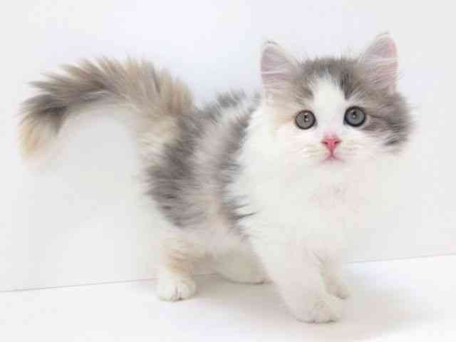 大阪府のサイベリアン (ひごペットフレンドリーいこらもーる泉佐野店/2025年11月4日生まれ/女の子/ダイリュートキャリコ)の子猫の2枚目の画像