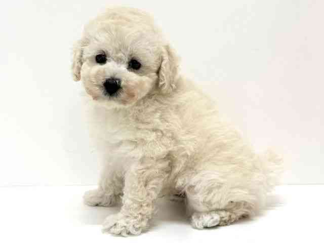 大阪府のトイプードル(トイ) (ひごペットフレンドリーくずはモール店/2025年11月8日生まれ/男の子/ホワイト)の子犬の2枚目の画像