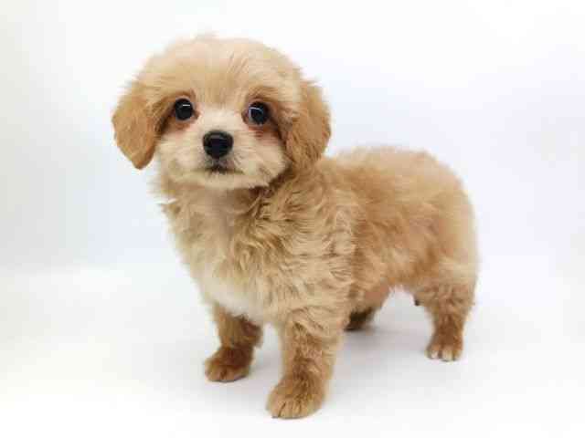 大阪府のハーフ犬・ミックス犬 (ひごペットフレンドリー泉ヶ丘店/2025年11月8日生まれ/男の子/クリーム)の子犬の2枚目の画像