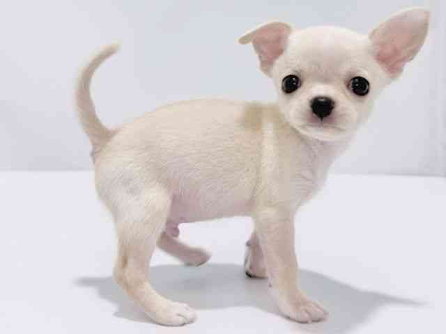 大阪府のチワワ(スムース) (ひごペットフレンドリーイズミヤショッピングセンター千里丘店/2025年11月7日生まれ/男の子/クリーム)の子犬の2枚目の画像