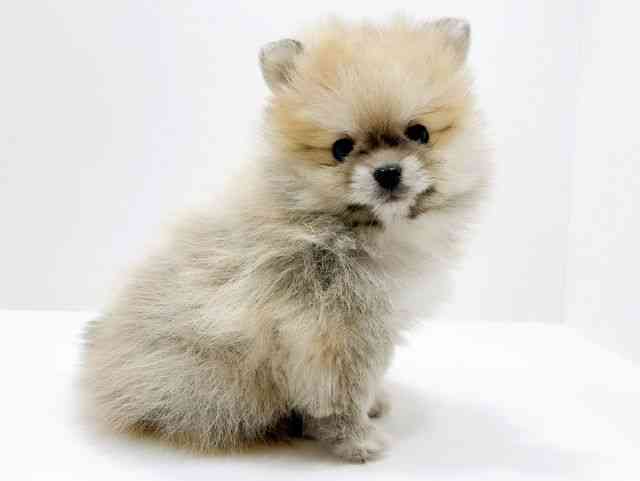 広島県のポメラニアン (ひごペットフレンドリーフジグラン神辺店/2025年11月8日生まれ/男の子/ウルフセーブル)の子犬の2枚目の画像