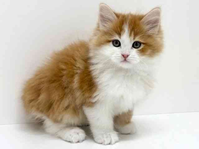 大阪府のミヌエット (ひごペットフレンドリーくずはモール店/2025年11月9日生まれ/男の子/レッドタビーホワイト)の子猫の2枚目の画像