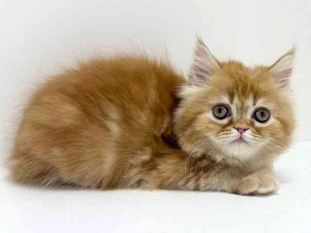 大阪府のエキゾチック (ひごペットフレンドリーくずはモール店/2025年11月7日生まれ/男の子/レッドタビー)の子猫の2枚目の画像