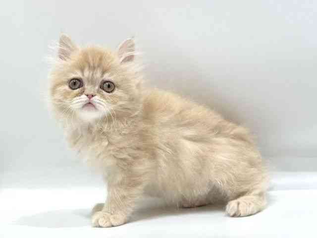 愛知県のエキゾチック (ひごペットフレンドリーヴィアモール アピタ江南西店/2025年11月7日生まれ/男の子/クリームタビー)の子猫の2枚目の画像