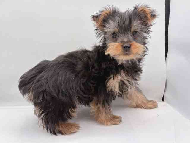 島根県のヨークシャーテリア (ひごペットフレンドリーイオン松江ショッピングセンター店/2025年11月8日生まれ/男の子/スチールブルータン)の子犬の2枚目の画像