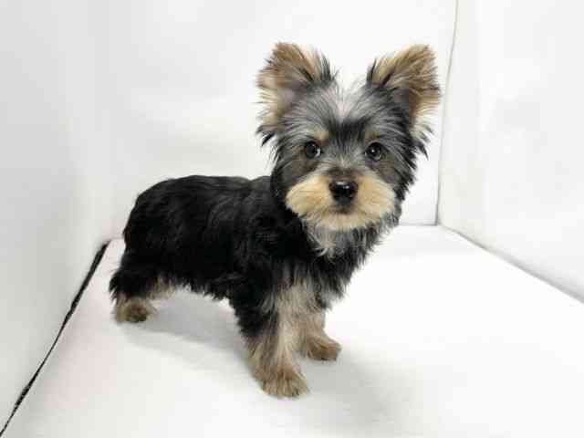 愛媛県のヨークシャーテリア (ひごペットフレンドリーイオンモール今治新都市店/2025年11月8日生まれ/男の子/スチールブルータン)の子犬の2枚目の画像