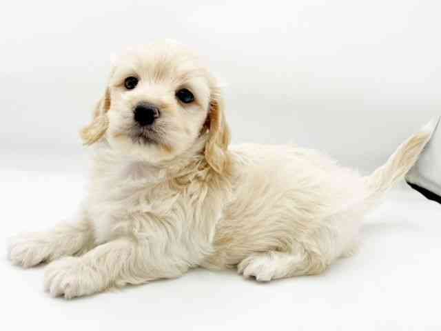 兵庫県のマルックス(マルチーズ×ダックス) (ひごペットフレンドリーコロワ甲子園店/2025年11月8日生まれ/男の子/イエロー)の子犬の2枚目の画像