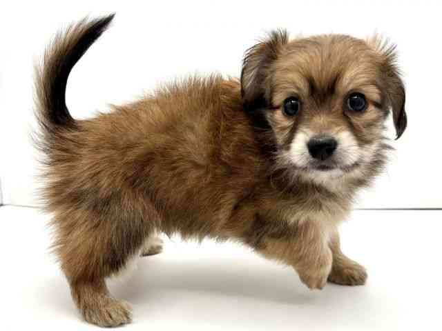 兵庫県のポメックス(ポメラニアン×ダックス) (ひごペットフレンドリークラウンパーク伊丹店/2025年11月9日生まれ/男の子/フォーン)の子犬の2枚目の画像