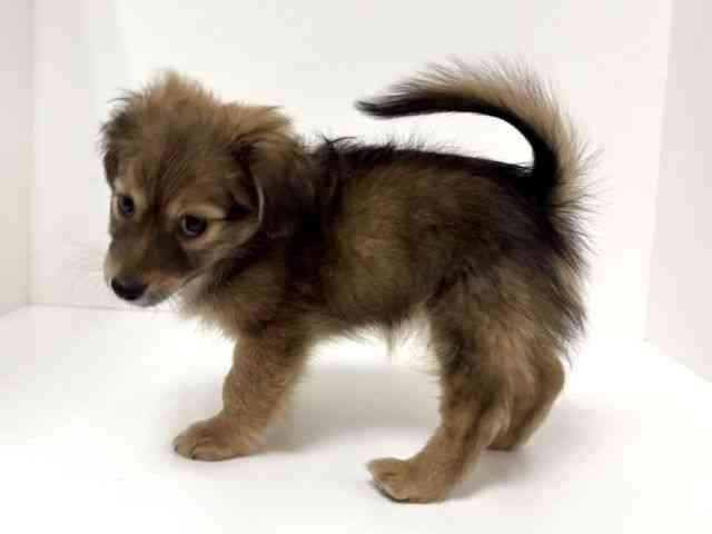 愛知県のポメックス(ポメラニアン×ダックス) (ひごペットフレンドリーイトーヨーカドー知多店/2025年11月9日生まれ/男の子/フォーン)の子犬の2枚目の画像