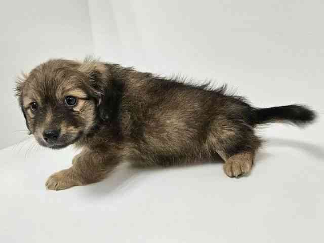 愛知県のポメックス(ポメラニアン×ダックス) (ひごペットフレンドリーイトーヨーカドー知多店/2025年11月9日生まれ/男の子/フォーン)の子犬の2枚目の画像