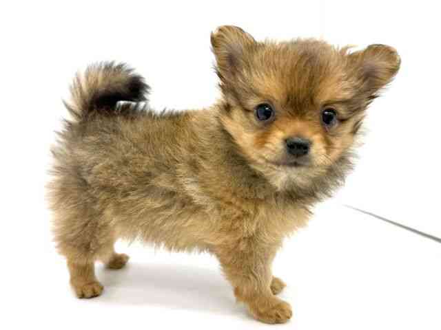 大阪府のポメチワ/チワポメ/ポメチー(ポメラニアン×チワワ) (ひごペットフレンドリーイオンタウン茨木太田店/2025年11月9日生まれ/女の子/オレンジ)の子犬の2枚目の画像