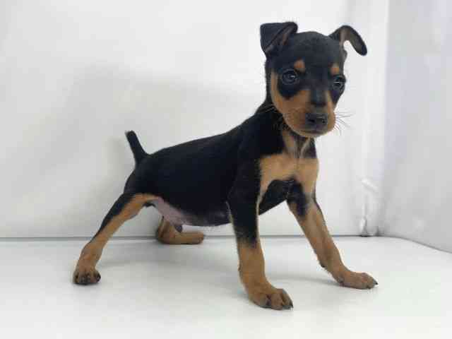 兵庫県のミニチュアピンシャー (ひごペットフレンドリーイオンタウン加古川店/2025年11月8日生まれ/男の子/ブラックタン)の子犬の2枚目の画像