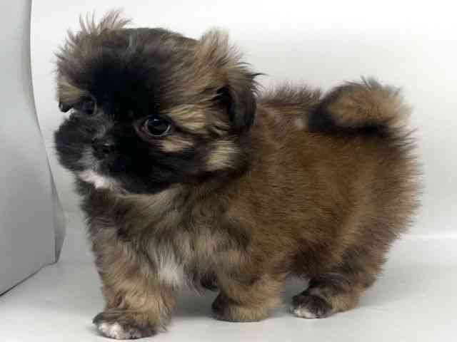 徳島県のポメズー/ポメシーズ(ポメラニアン×シーズー) (ひごペットフレンドリーゆめタウン徳島店/2025年11月6日生まれ/男の子/ブラウン)の子犬の2枚目の画像